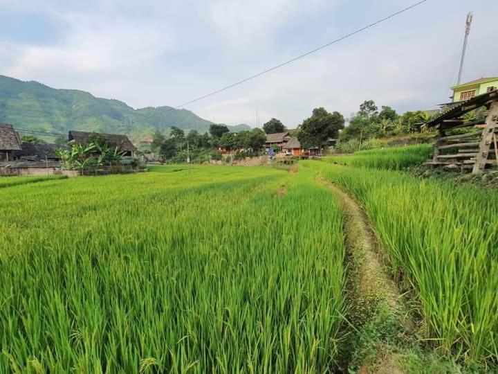 Organic Farm Homestay Шапа Экстерьер фото